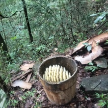 大山野生土养百花土蜂蜜