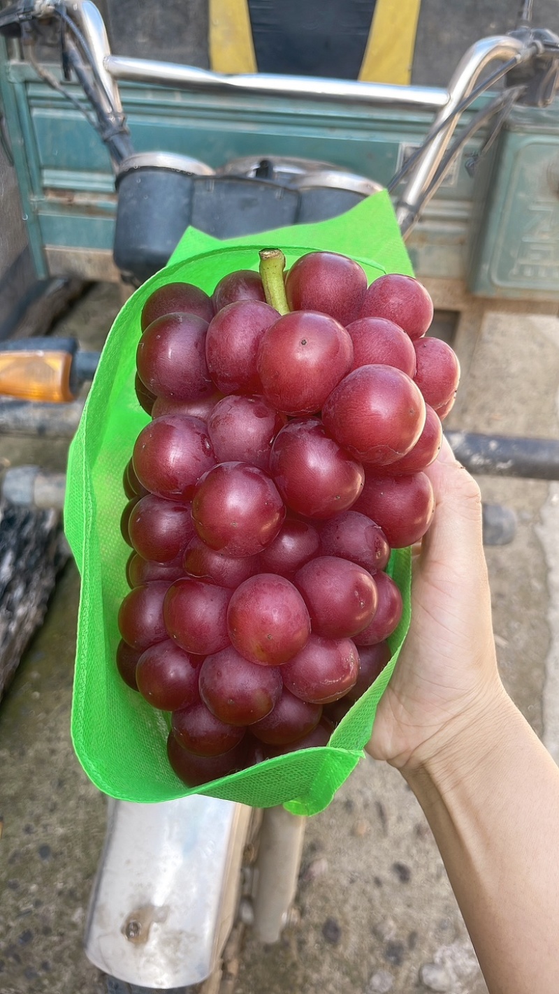红巨峰葡萄，夏黑葡萄颗粒大，串行紧凑，口感非常好