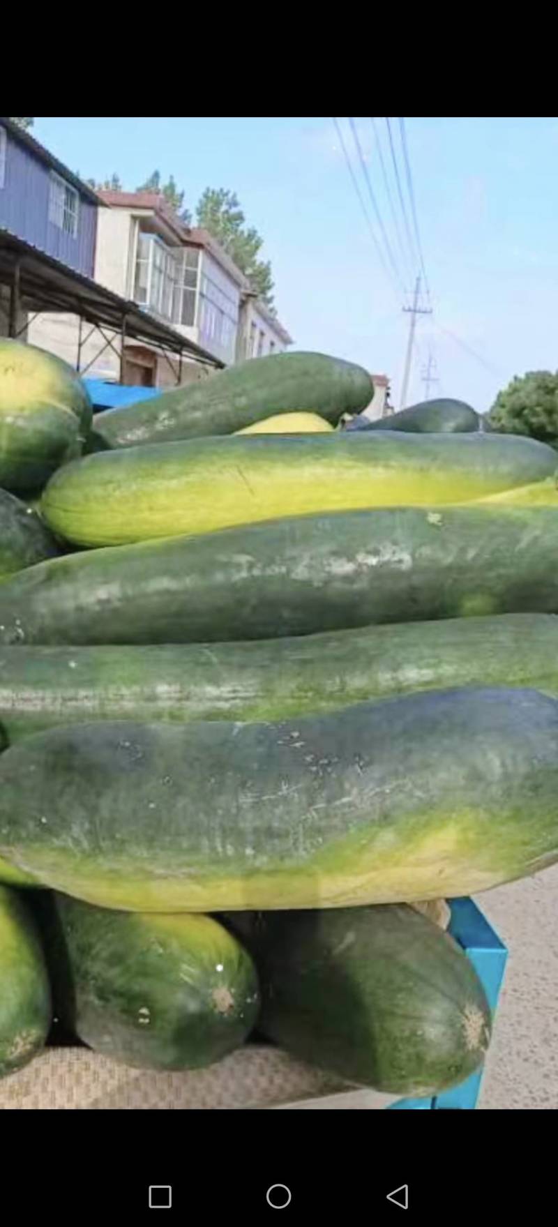 开封通许黑皮冬瓜大量上市皮毛好货量大能发市场备货快能找车