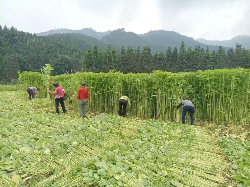 紫苏干
