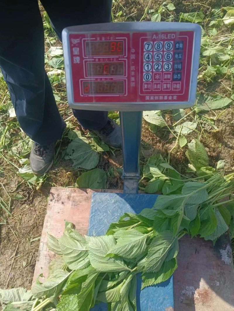 紫苏干