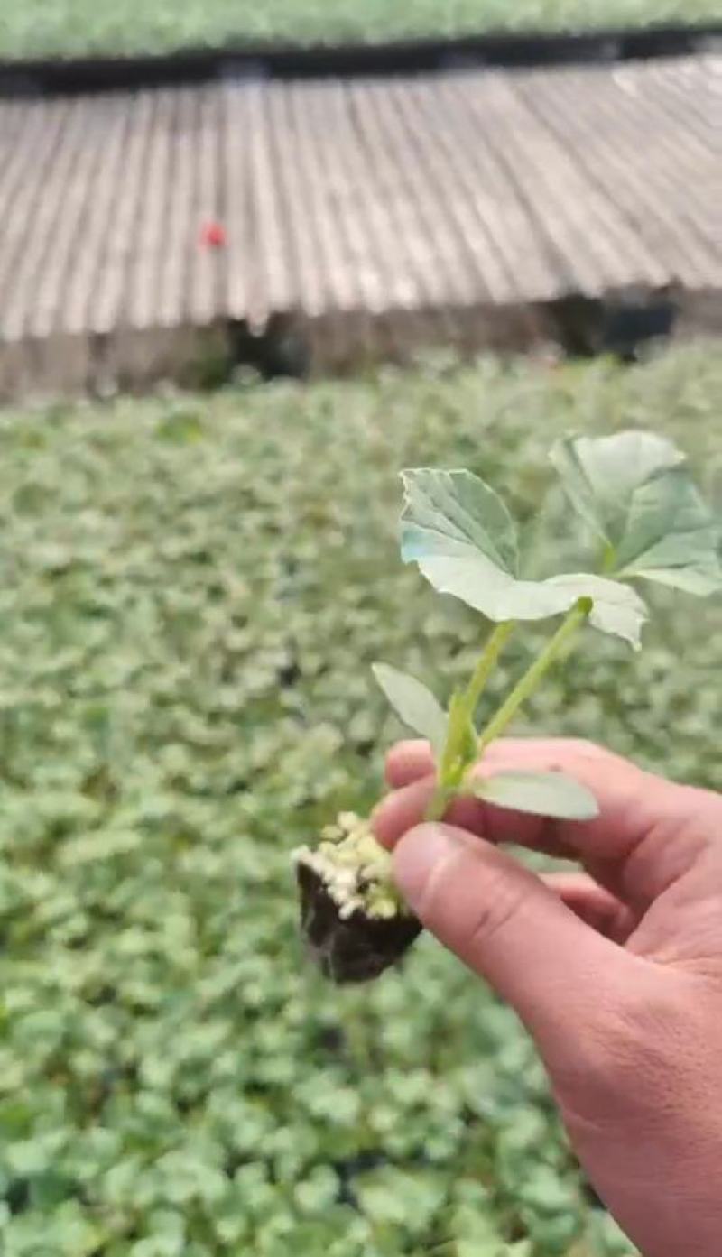 西州蜜，哈密瓜，网文甜瓜苗，基地直发，现挖现卖