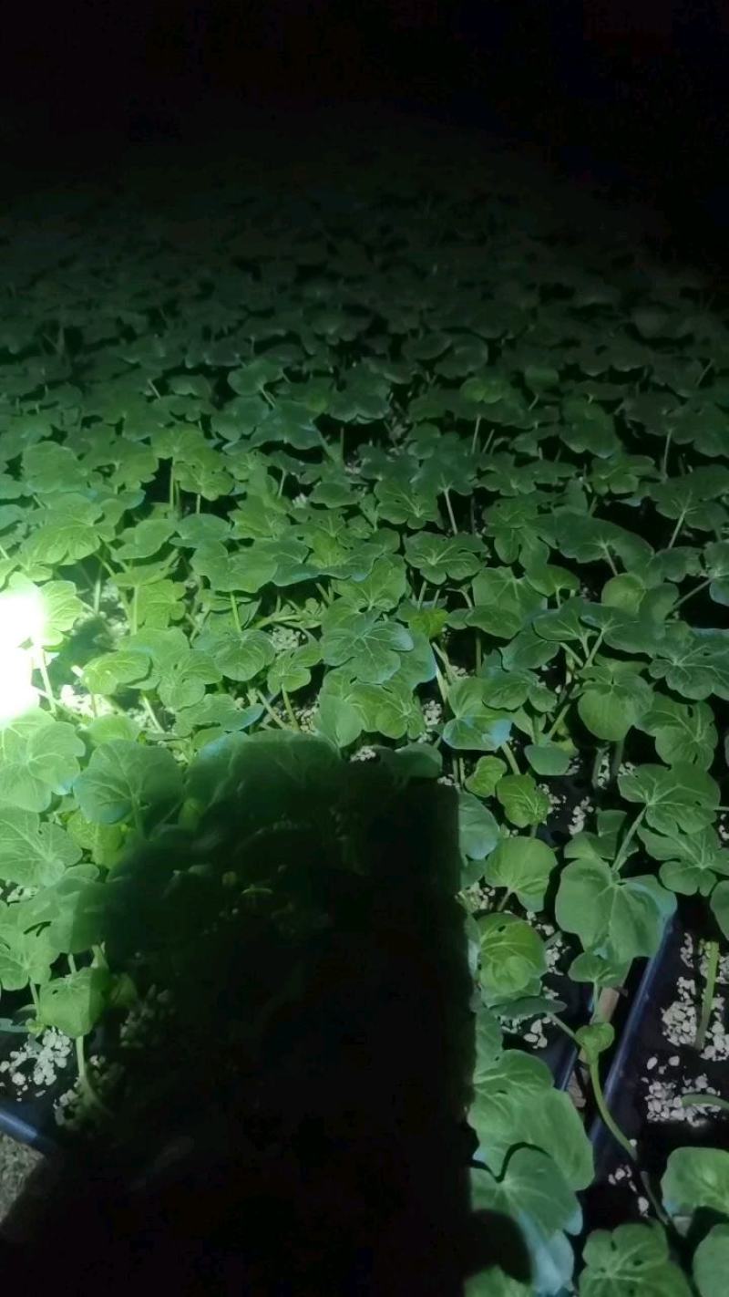 西州蜜，哈密瓜，网文甜瓜苗，基地直发，现挖现卖