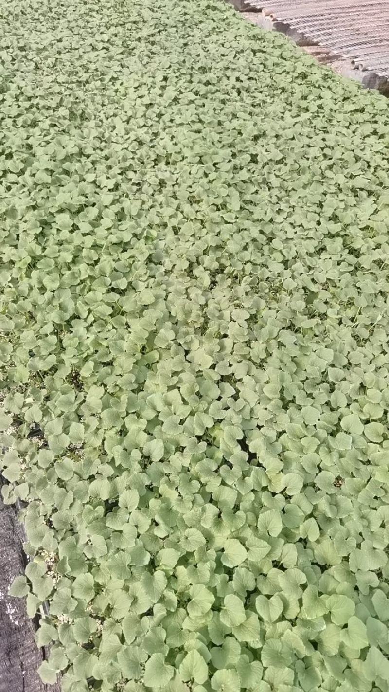 西州蜜，哈密瓜，网文甜瓜苗，基地直发，现挖现卖