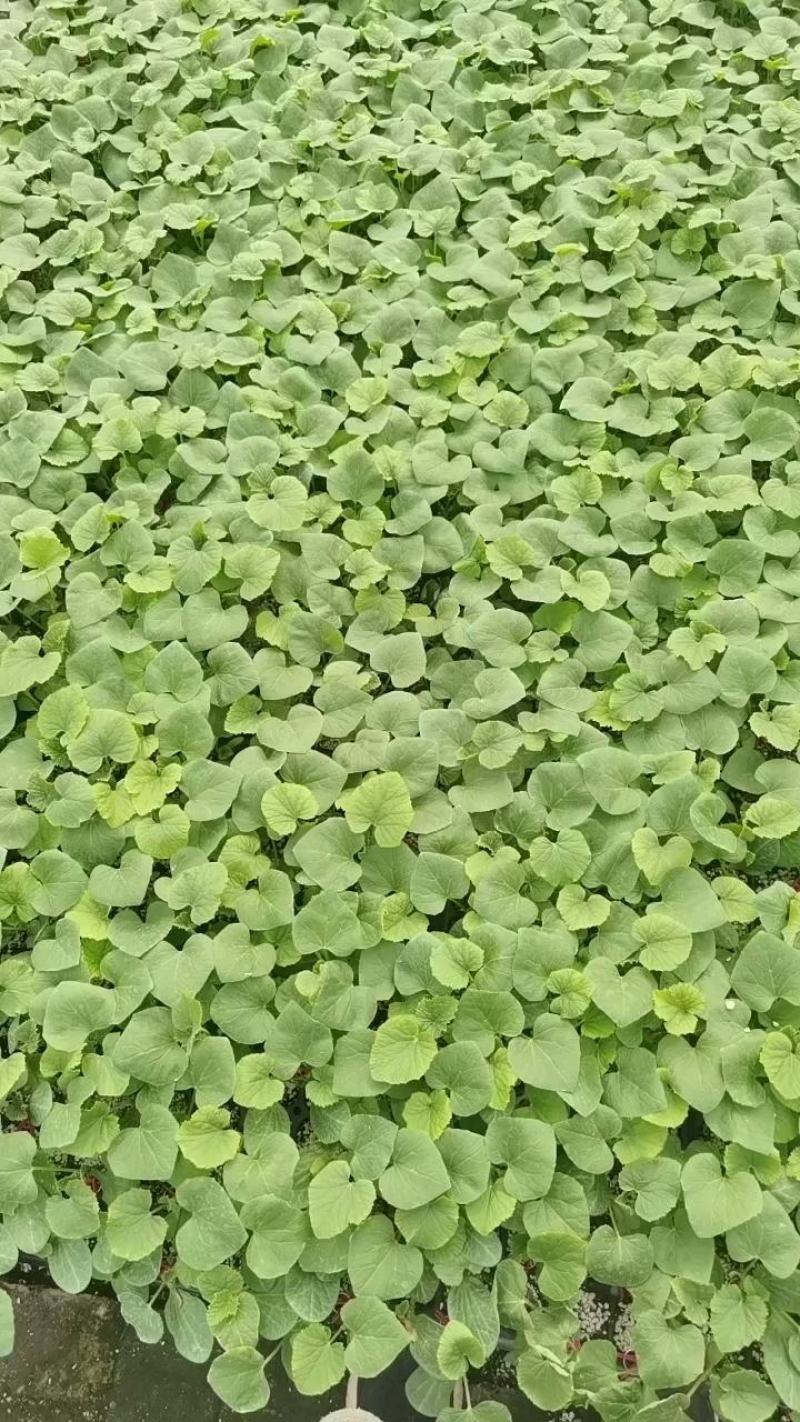 西州蜜，哈密瓜，网文甜瓜苗，基地直发，现挖现卖
