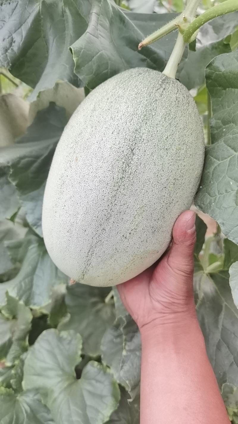 西州蜜，哈密瓜，网文甜瓜苗，基地直发，现挖现卖