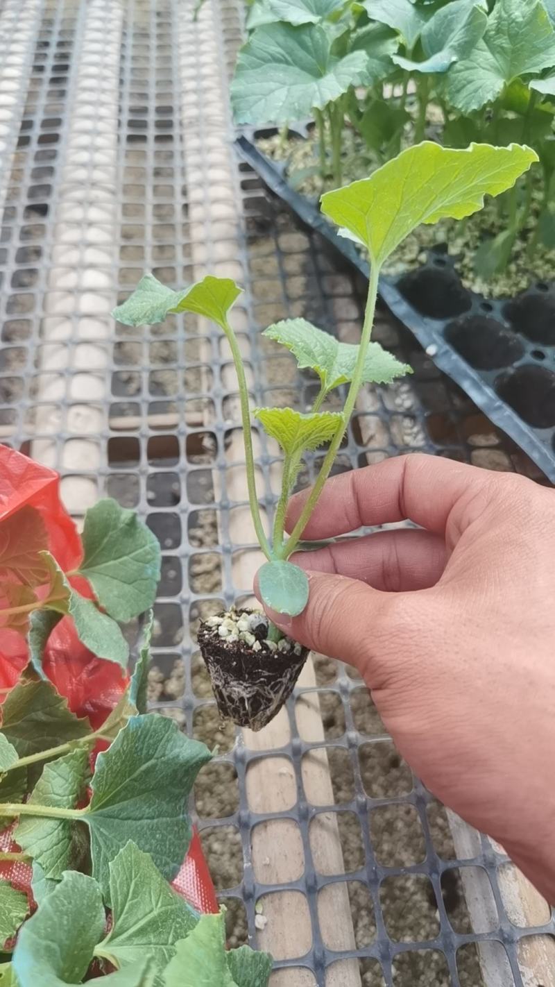 西州蜜，哈密瓜，网文甜瓜苗，基地直发，现挖现卖