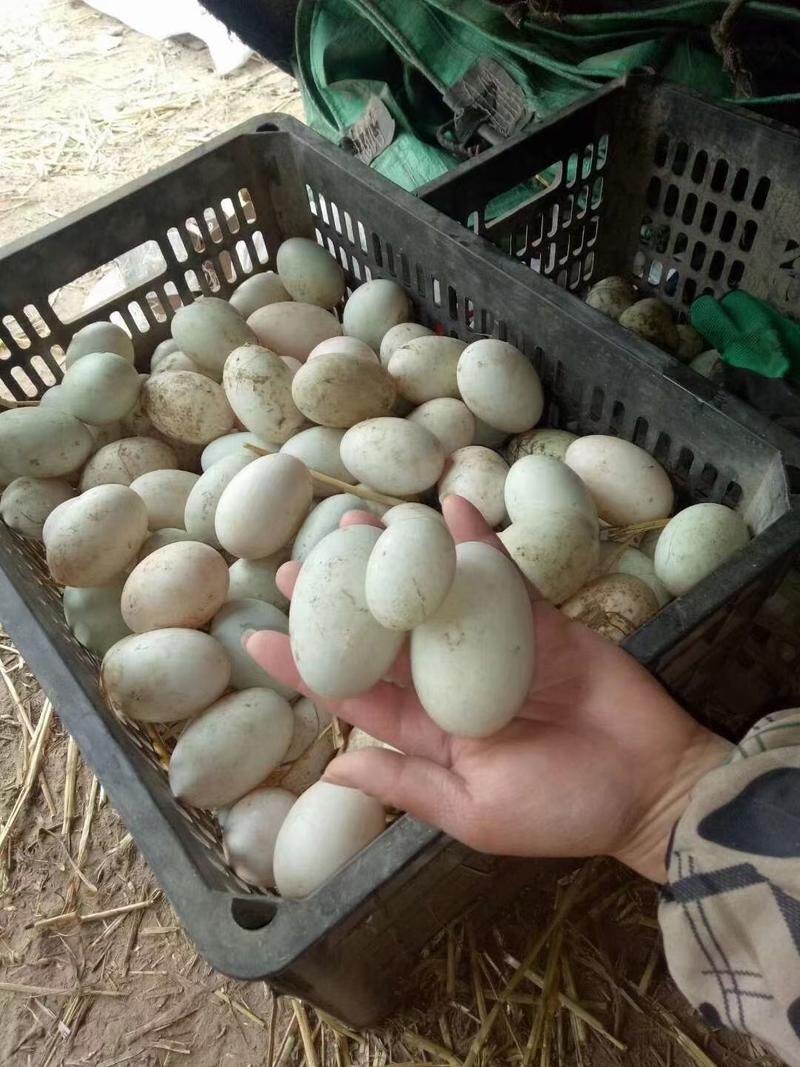 河南商丘宁陵鸭蛋双黄鸭蛋散养鸭蛋量大每天都有个头大可以现场看