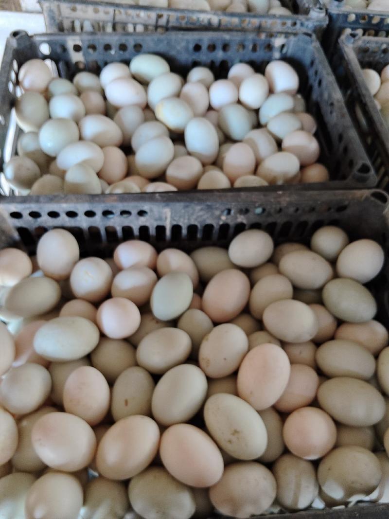 河南商丘宁陵鸭蛋双黄鸭蛋散养鸭蛋量大每天都有个头大可以现场看