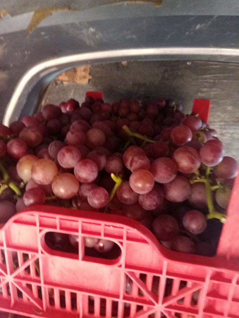 精品飓风软枝散串