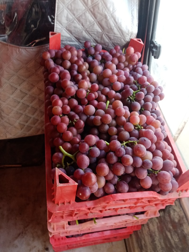 精品飓风软枝散串