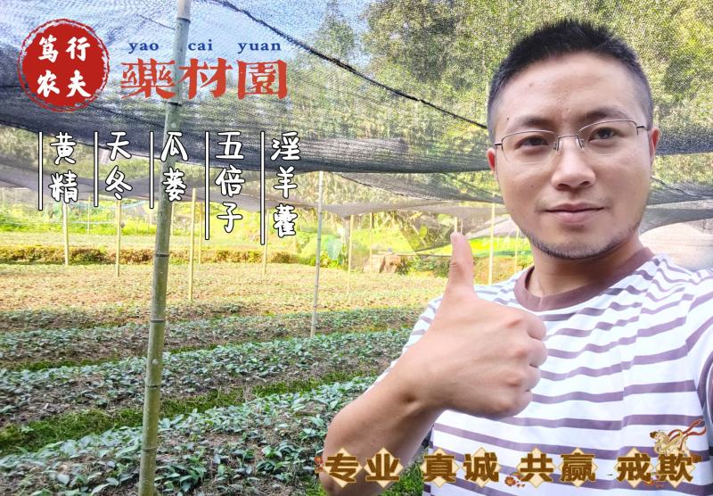 黄精种子高杆大叶不倒苗川黄精