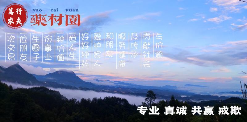 黄精种子高杆大叶不倒苗川黄精