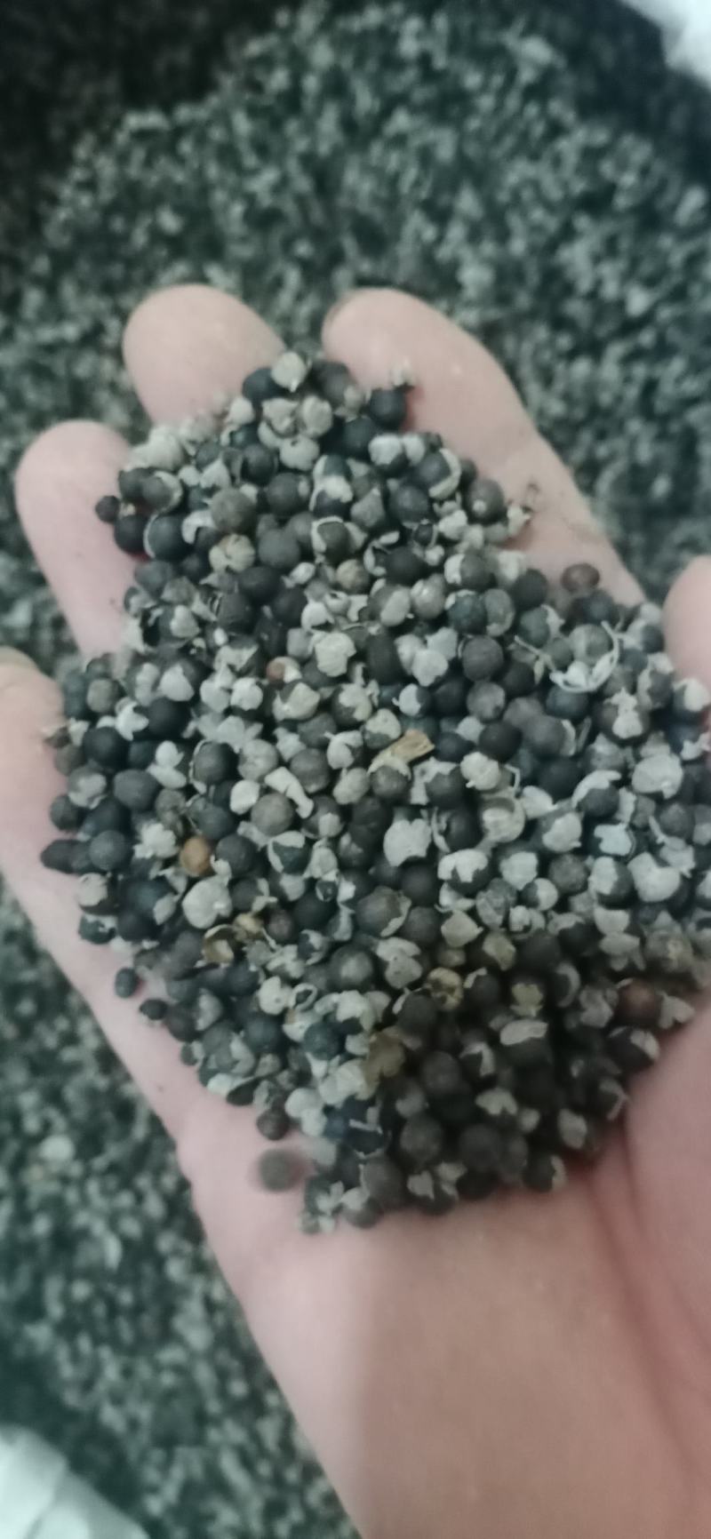 【蔓荆子】产地江西实物拍摄大货供应规格齐全量大优惠。