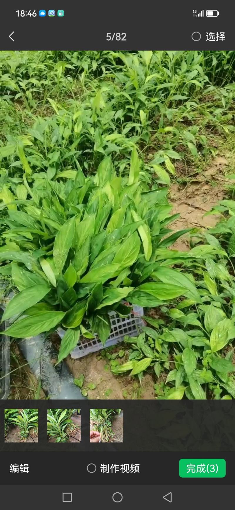 大量草果苗批发，喜欢种植的看过来