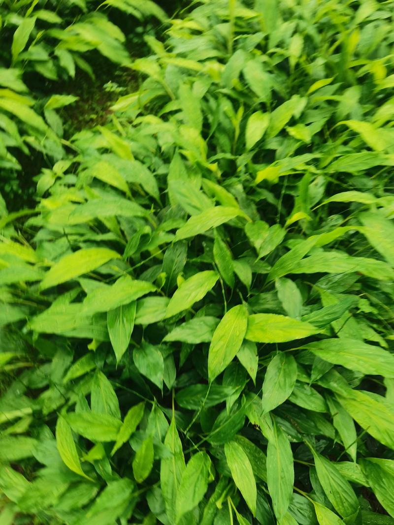 大量草果苗批发，喜欢种植的看过来