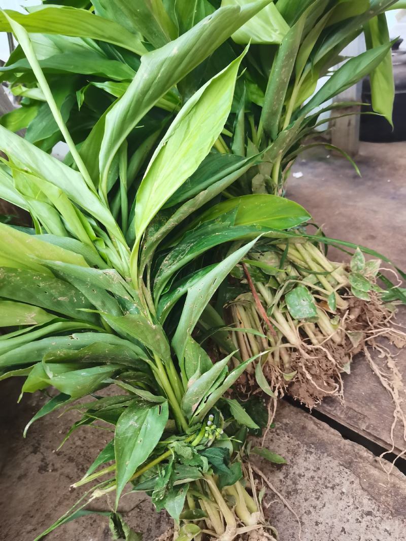 大量草果苗批发，喜欢种植的看过来