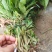 大量草果苗批发，喜欢种植的看过来