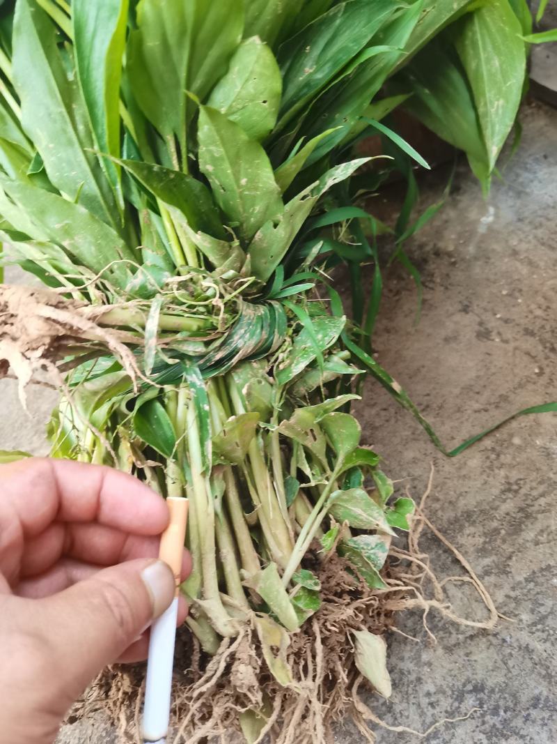 大量草果苗批发，喜欢种植的看过来