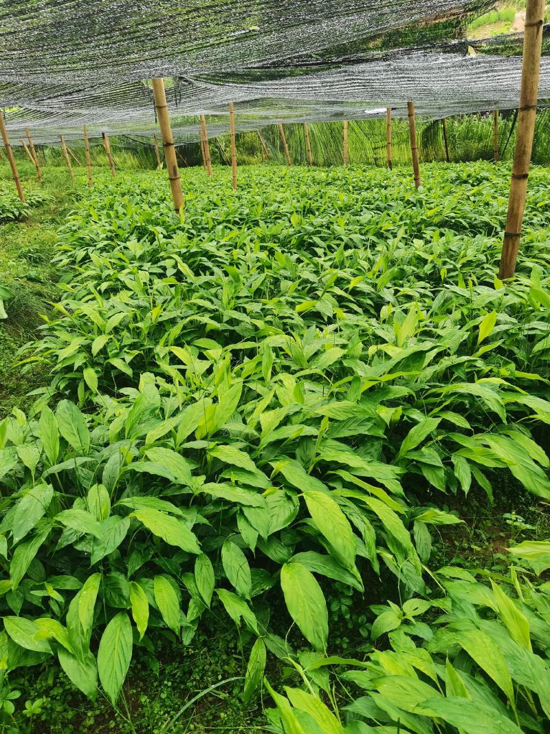 大量草果苗批发，喜欢种植的看过来