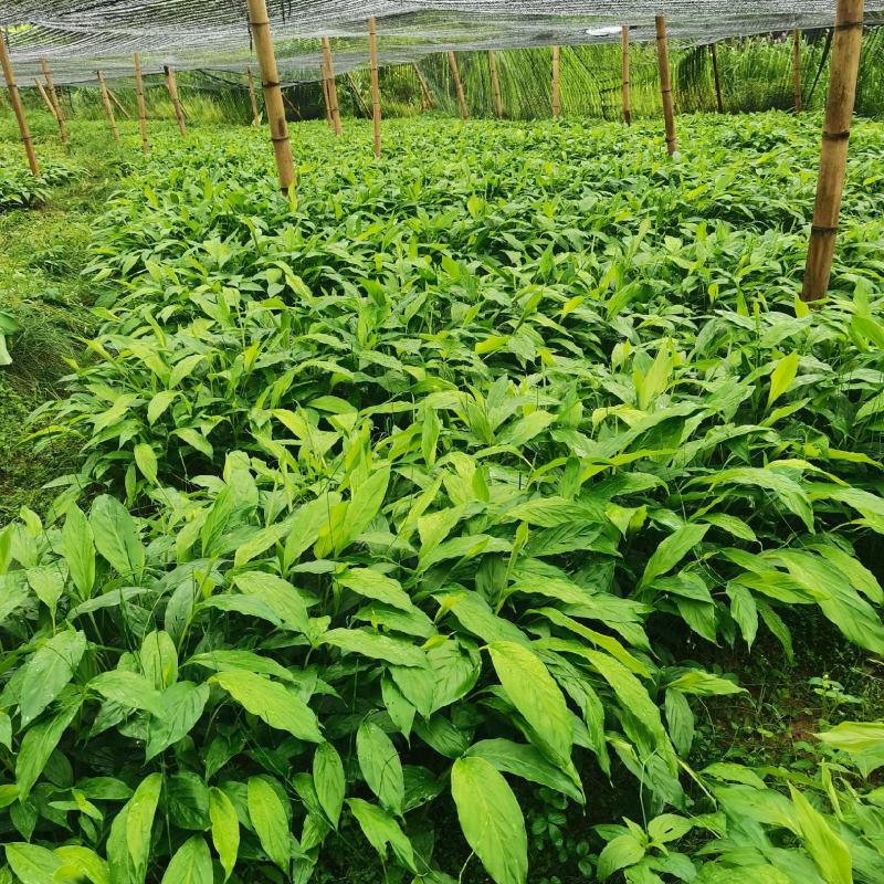 大量草果苗批发，喜欢种植的看过来