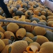 哈蜜瓜