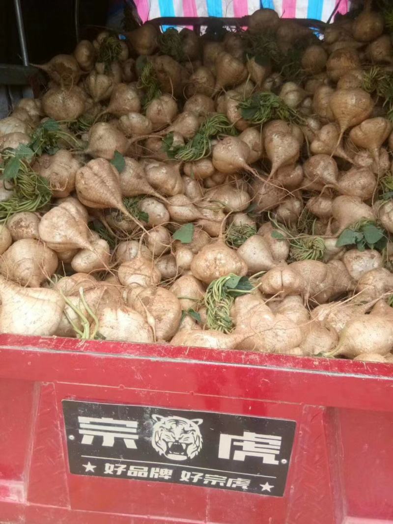 凉薯
