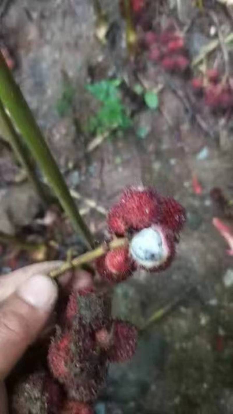 砂仁