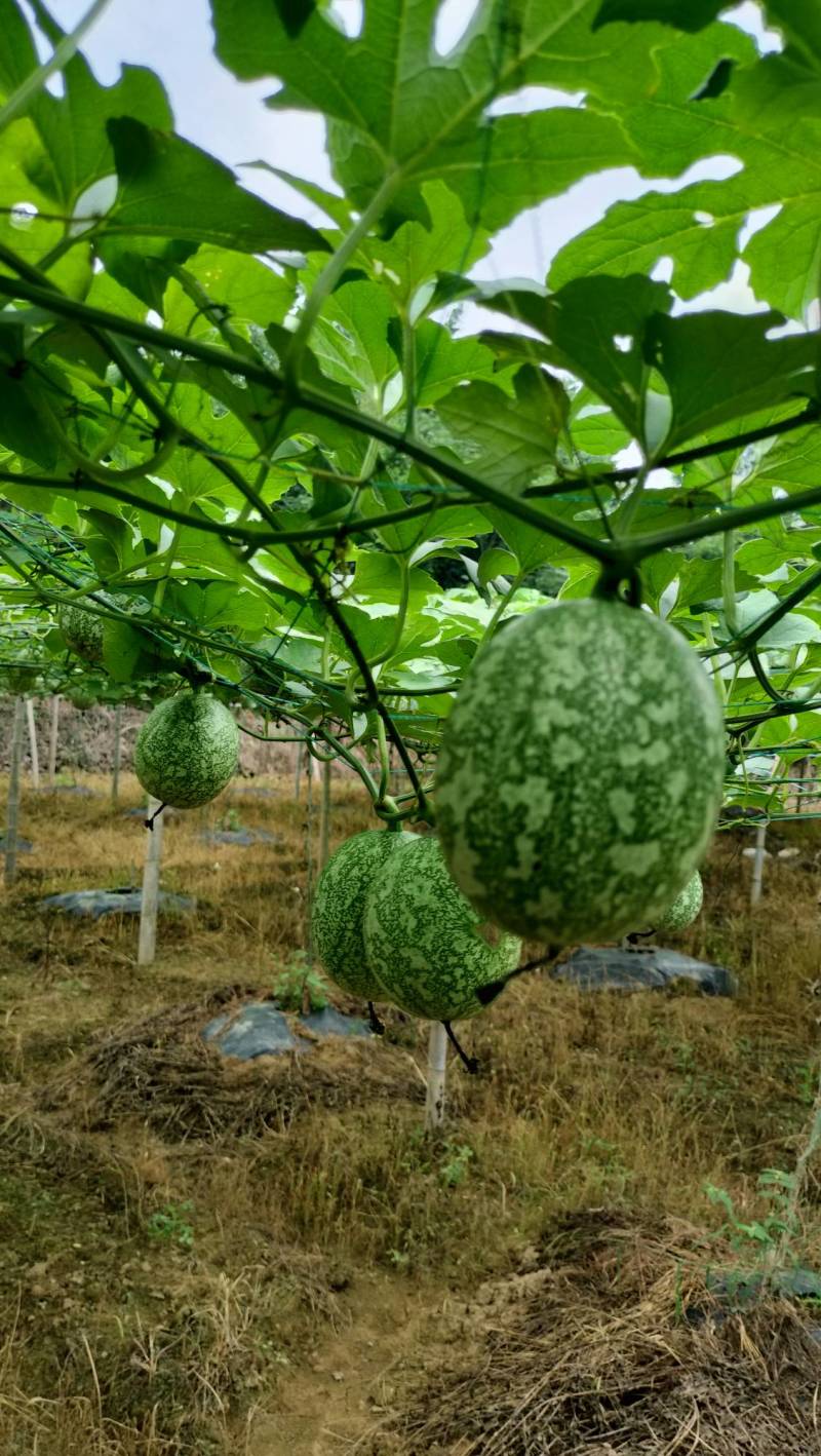 广西吊瓜子种植基地直供全国发货绿源农业生态园
