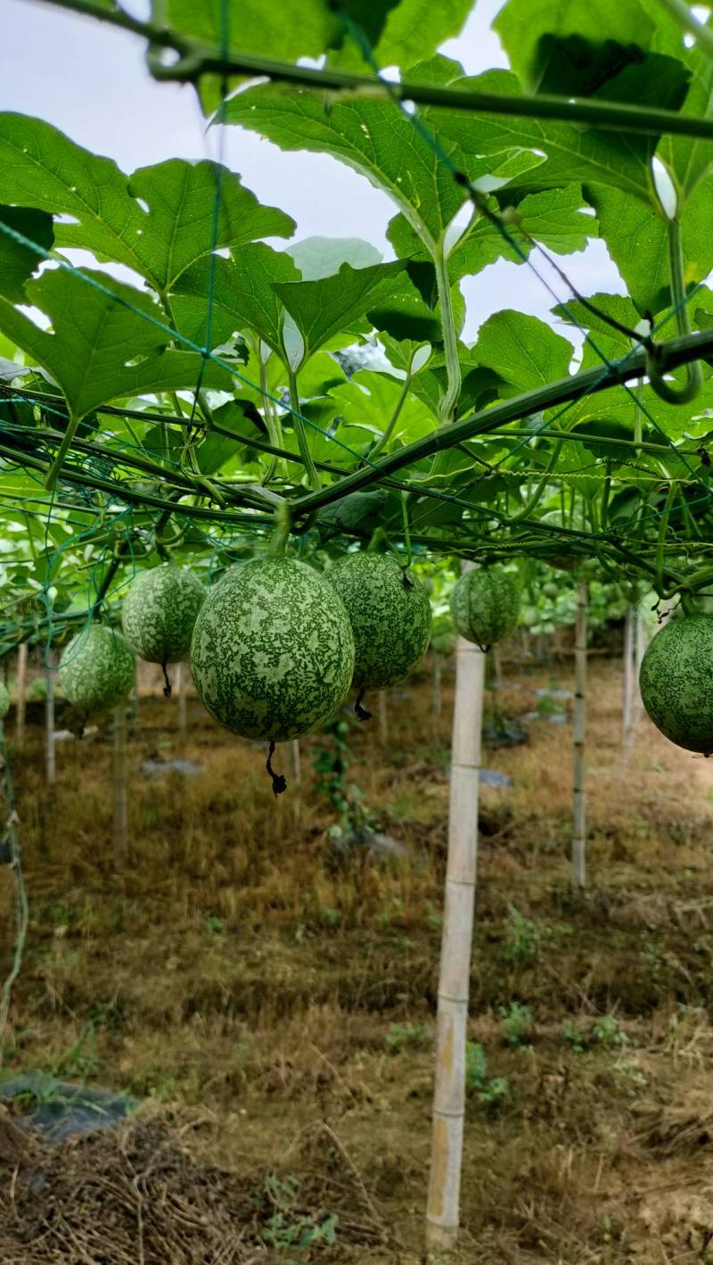 广西吊瓜子种植基地直供全国发货绿源农业生态园