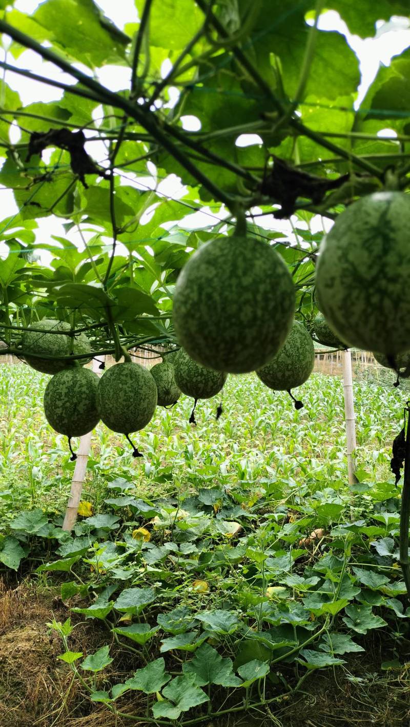广西吊瓜子种植基地直供全国发货绿源农业生态园