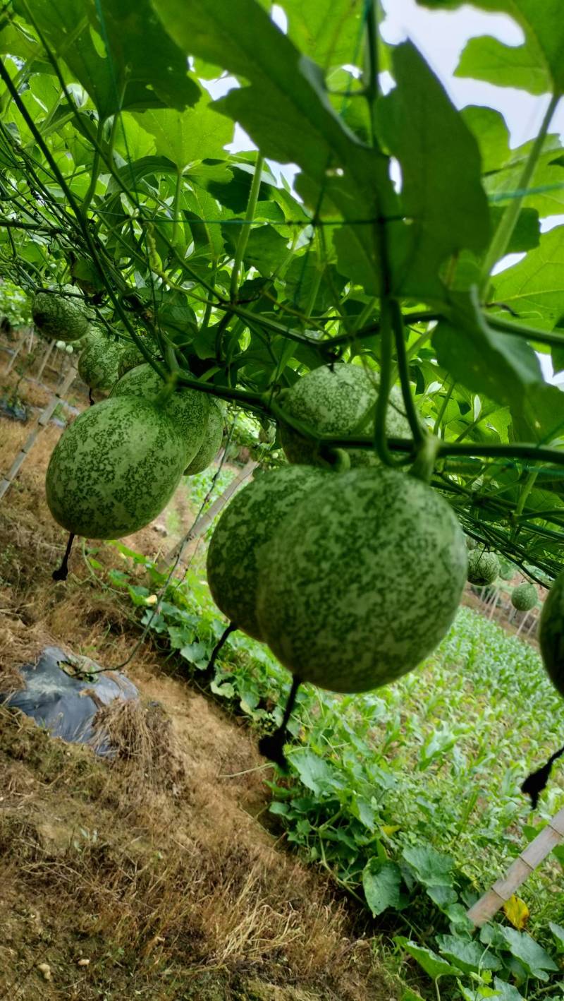 广西吊瓜子种植基地直供全国发货绿源农业生态园