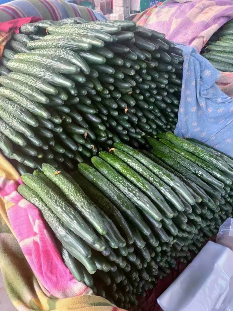 精品密刺黄瓜河北基地批发量大从优代发全国质量保证欢迎咨询