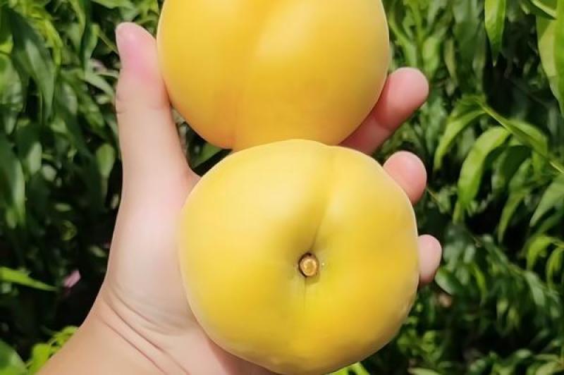 锦绣黄桃树苗黄金蜜一号四号油蟠七号九号桃树苗