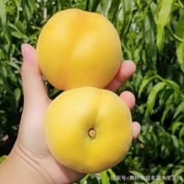 锦绣黄桃树苗黄金蜜一号四号油蟠七号九号桃树苗