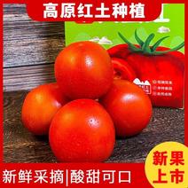 云南西红柿，高原红土种植，口感酸甜，可全年供应，量大价优