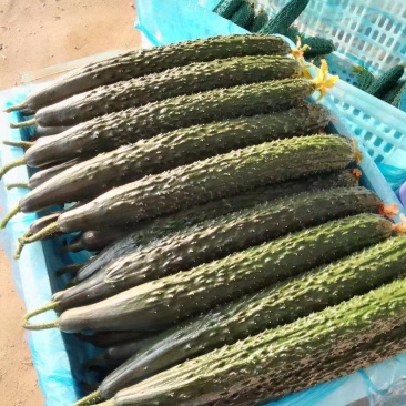 一级黄瓜