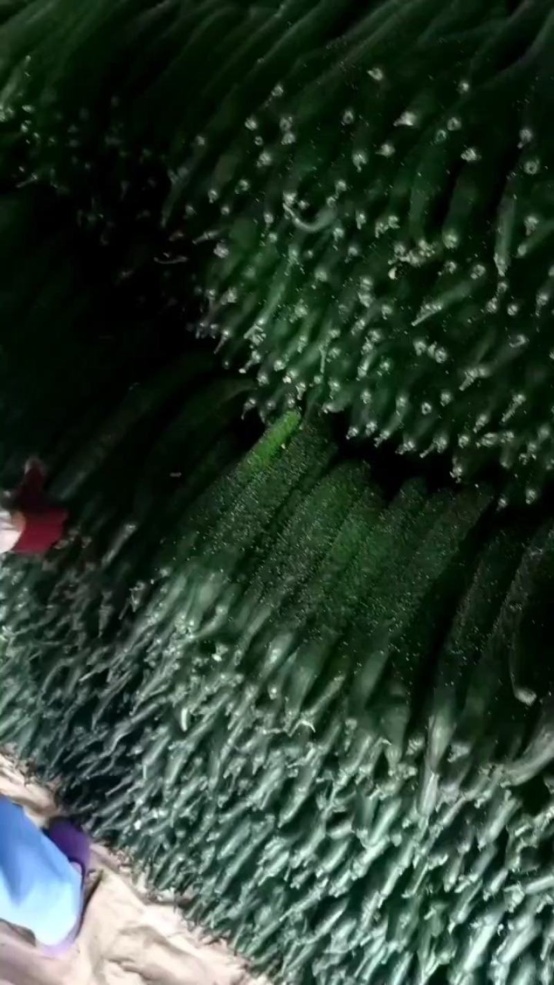 一级黄瓜