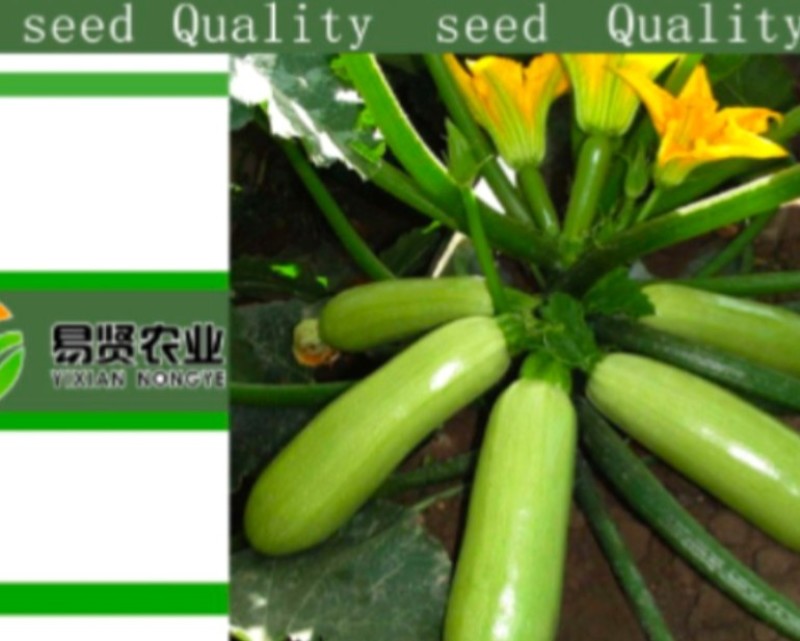 山东潍坊寿光云贵川西葫芦苗子种子，南方北方专用西葫芦种子