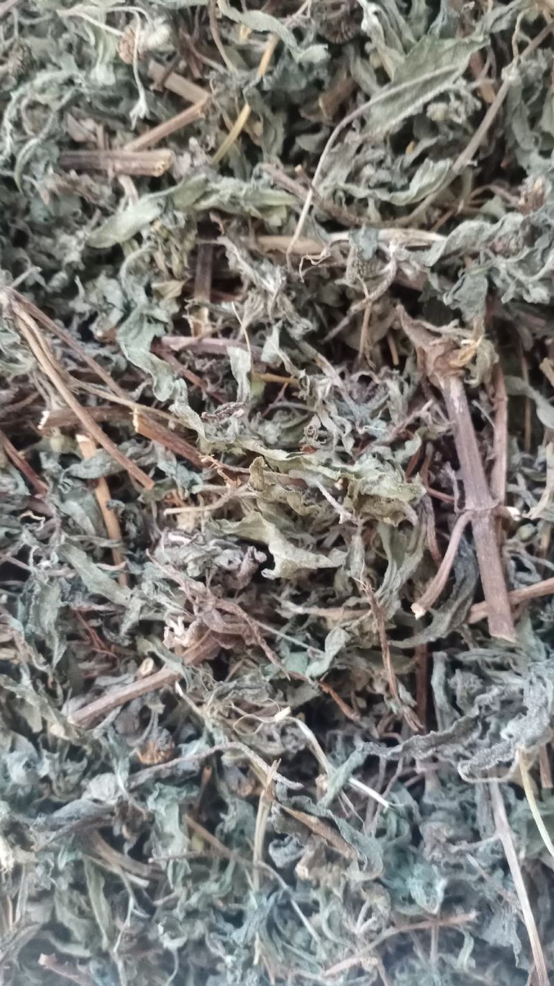 旱莲草产地山东实物拍摄大货供应规格齐全量大优惠电联
