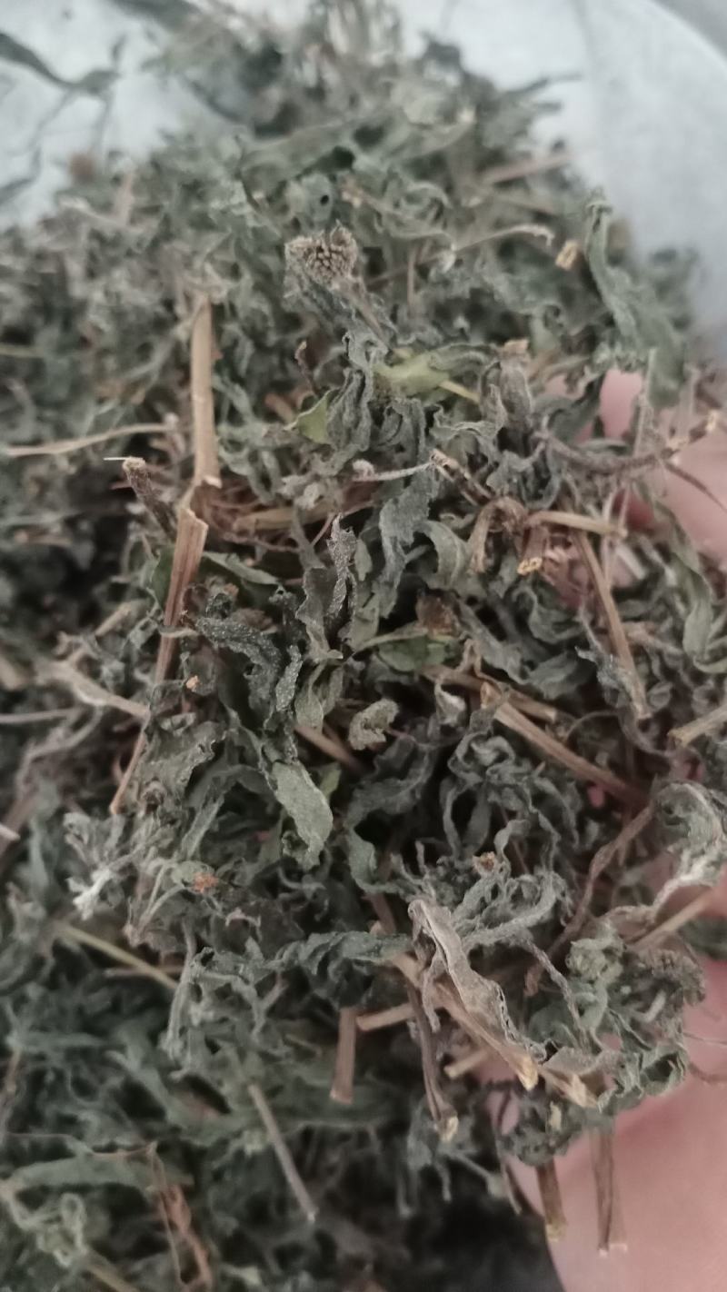 旱莲草产地山东实物拍摄大货供应规格齐全量大优惠电联