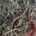 旱莲草产地山东实物拍摄大货供应规格齐全量大优惠电联