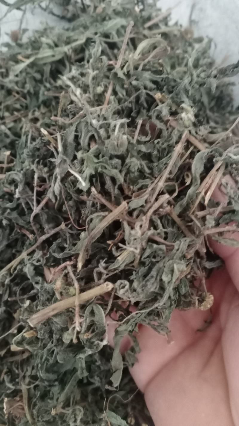 旱莲草产地山东实物拍摄大货供应规格齐全量大优惠电联