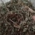 旱莲草产地山东实物拍摄大货供应规格齐全量大优惠电联