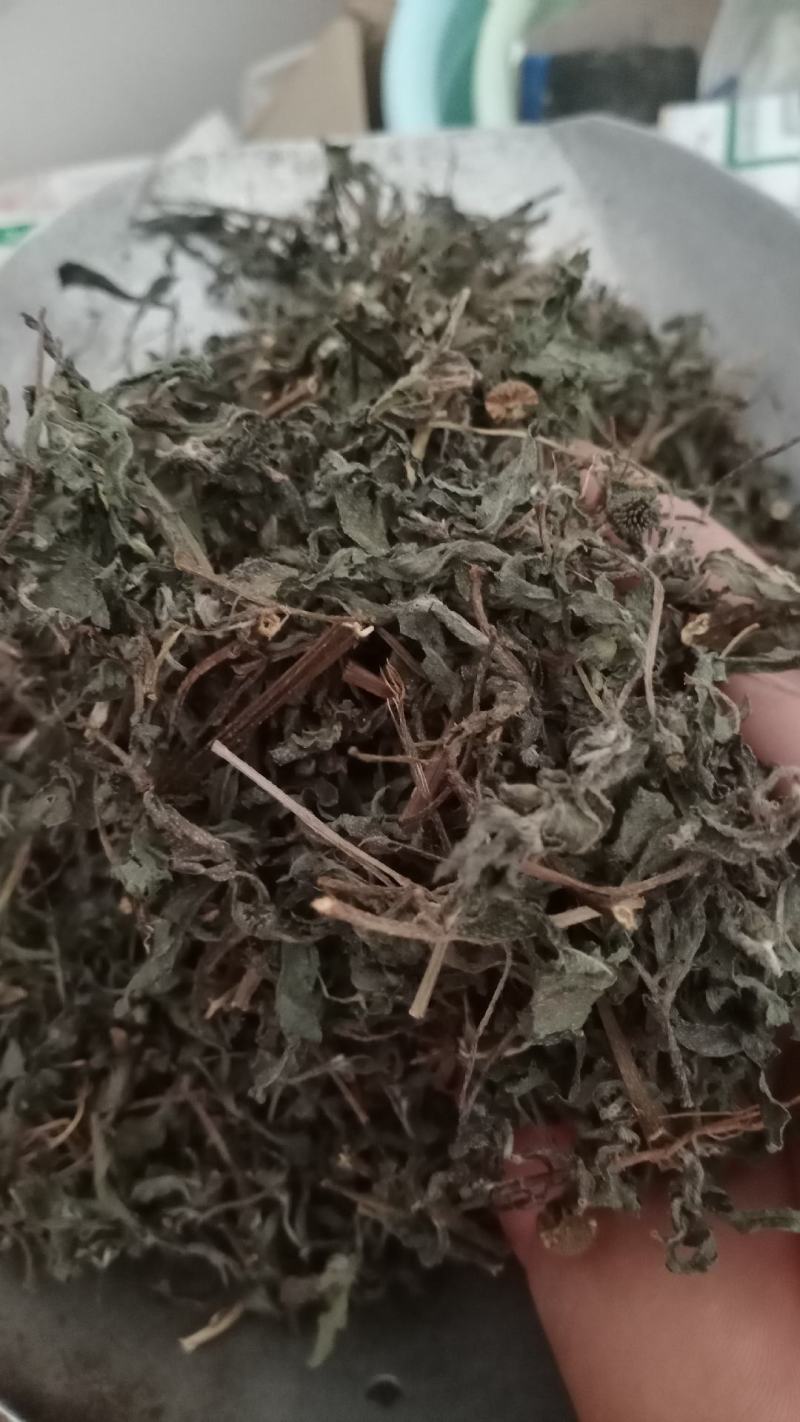 旱莲草产地山东实物拍摄大货供应规格齐全量大优惠电联