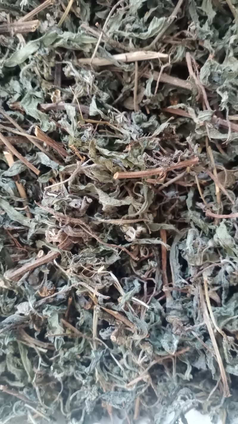 旱莲草产地山东实物拍摄大货供应规格齐全量大优惠电联