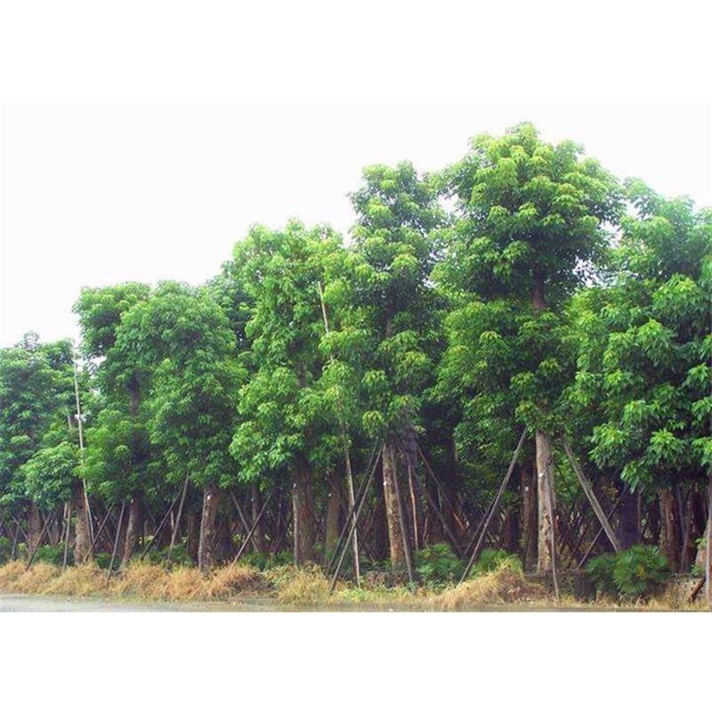 重阳木树江西重阳木苗圃直发可视频看货提供技术