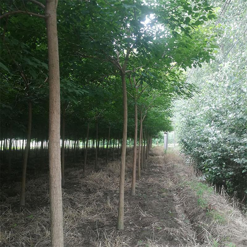 重阳木树江西重阳木苗圃直发可视频看货提供技术