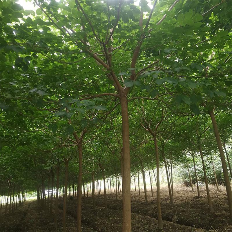 重阳木树江西重阳木苗圃直发可视频看货提供技术