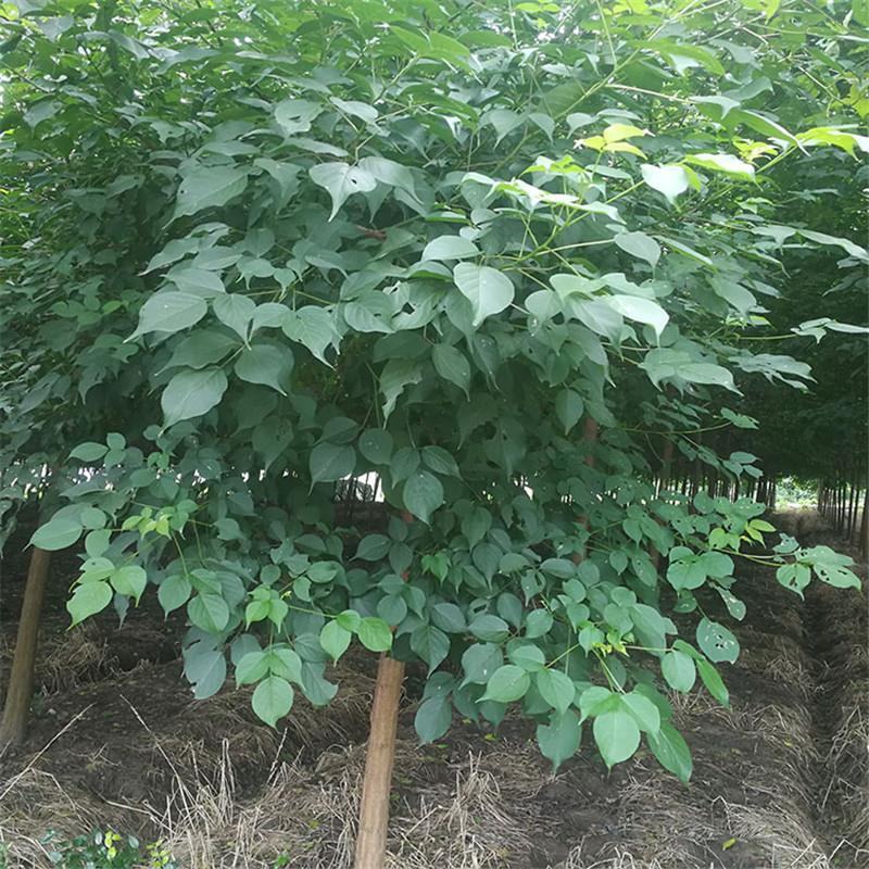 重阳木树江西重阳木苗圃直发可视频看货提供技术